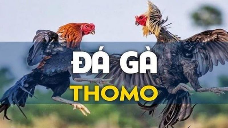 Trang Cá Cược Đá Gà Thomo giao diện trực quan dễ tương tác